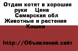 Отдам котят в хорошие руки) › Цена ­ 1 - Самарская обл. Животные и растения » Кошки   